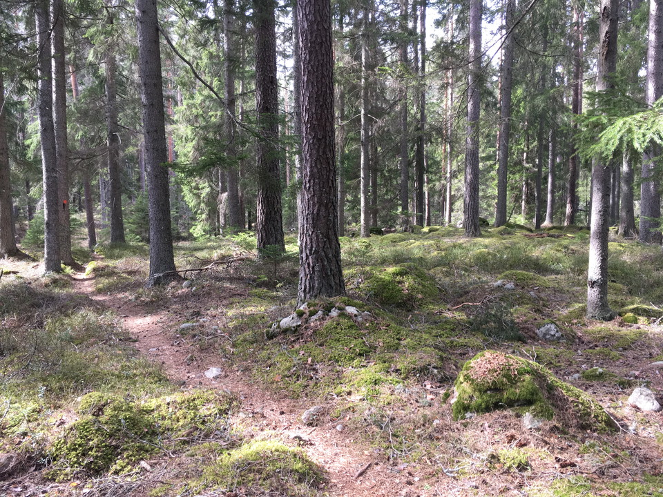 Smal skogsstig genom barrskog.