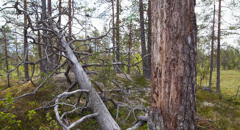 Korstjärnsmyrans naturreservat.