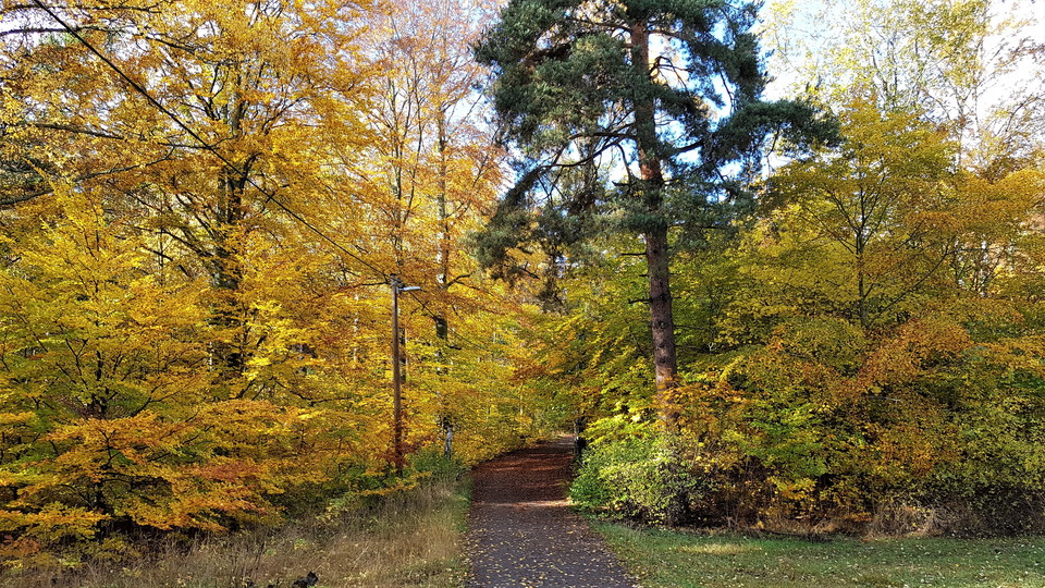 Lidingöloppsspåret söder om Sticklinge. Foto Lidingö stad