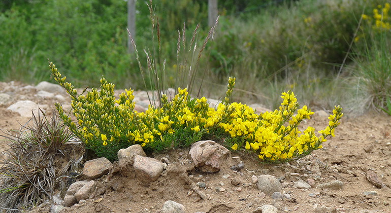 blommor i sanden
