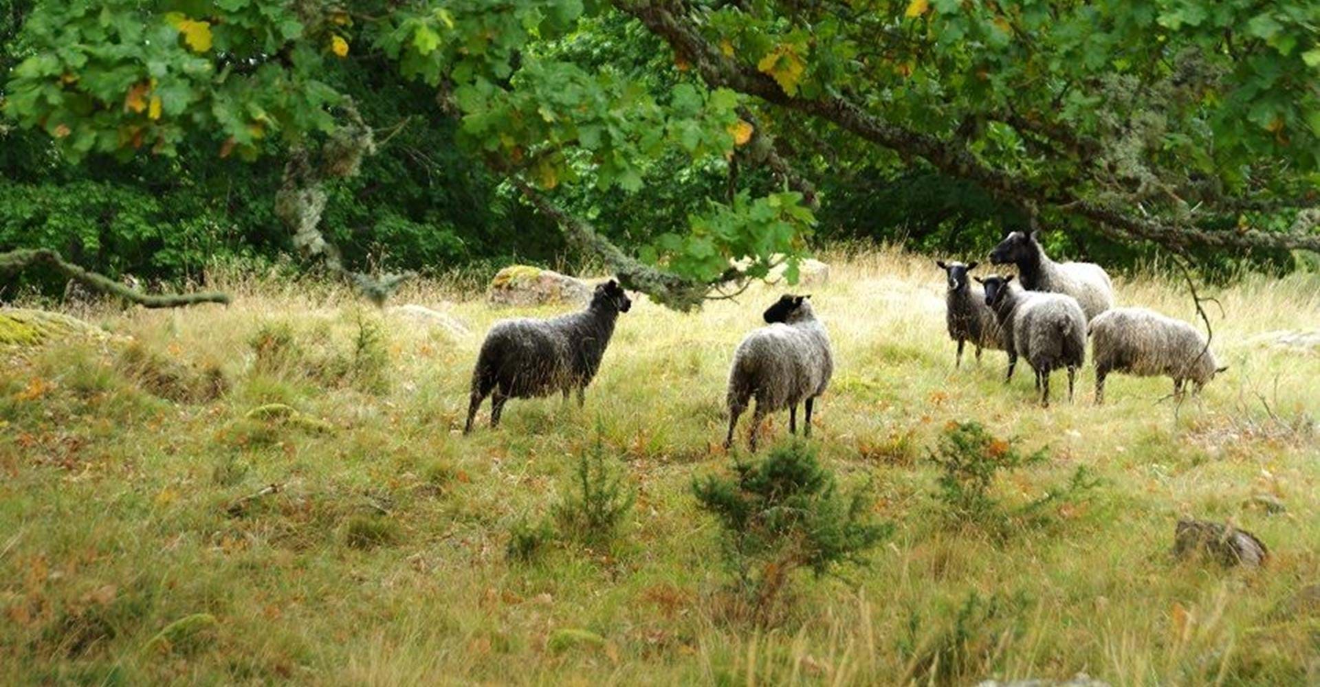 Boxholm
Kvarngölen
Sträcka: Boxholm-Trehörna