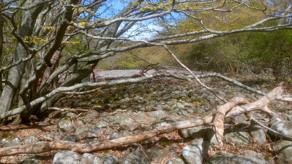 Littorinastrandvall på Hanö. 2017-04-04. Foto Länsstyrelsen