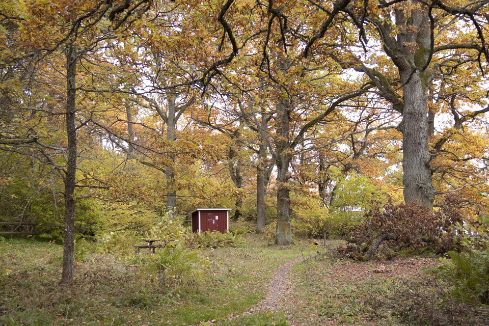 En stig leder upp till en liten toalettbyggnad bland stora lövträd.