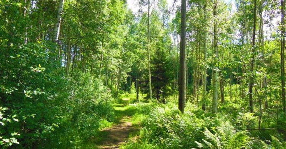Rundslinga i Tjällmoskogarna.
Motala.