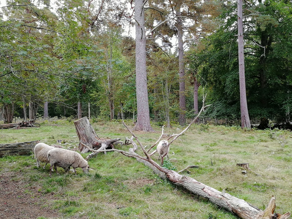 Naturvårdare