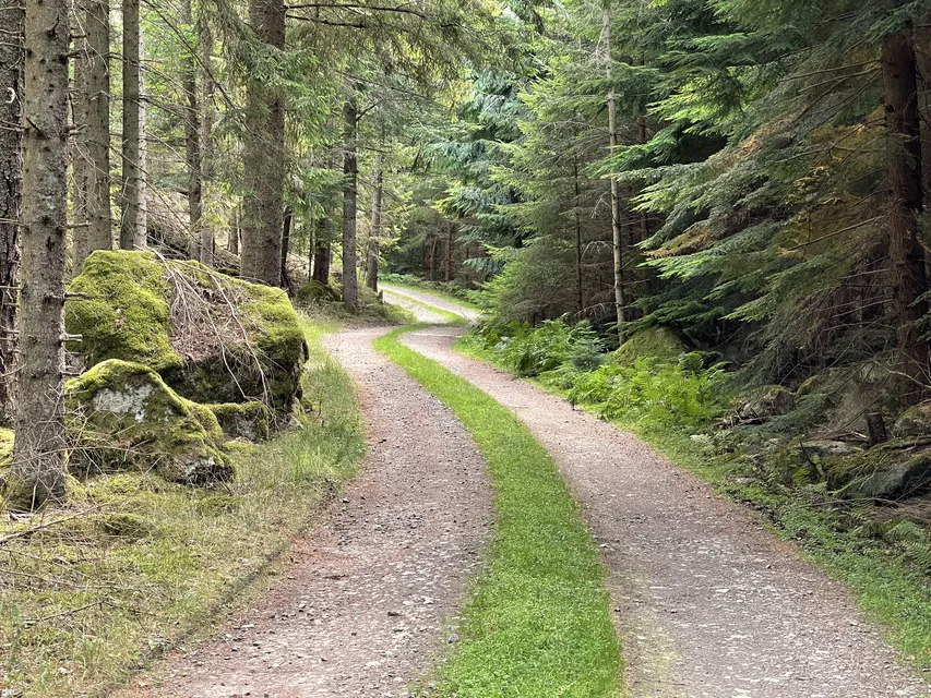 Skogsvägen vid Långsbo