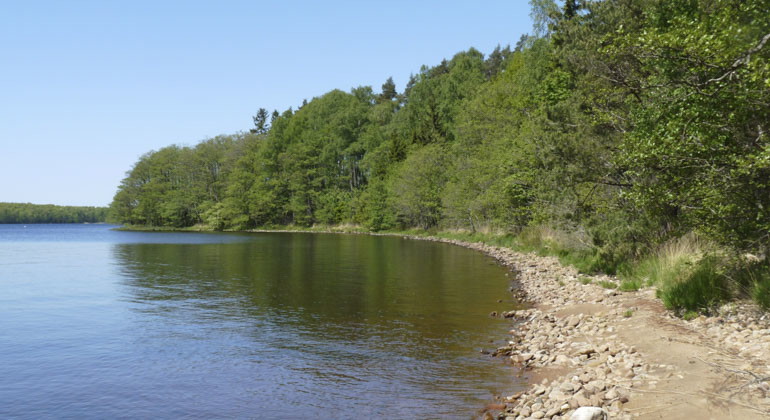 skog vid vattenkanten