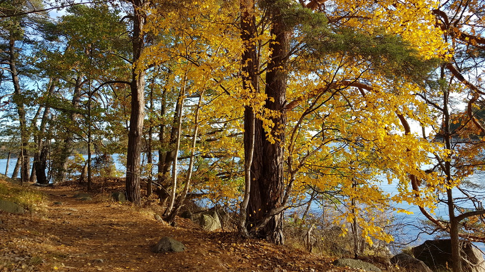 Strandnära stig vid Dalakolonin. Foto Lidingö stad