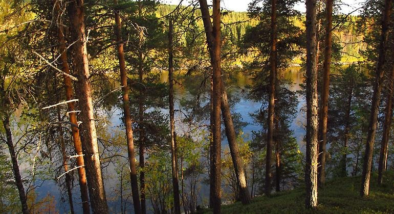 vy i en sluttning ner mot ett vattedrag