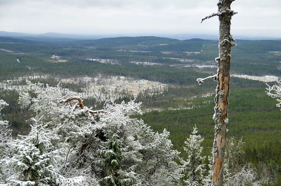 Vy över skogslandskapet
