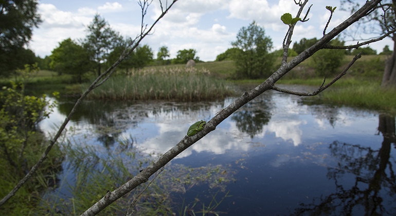 Lövgroda på gren vid en av dammarna.