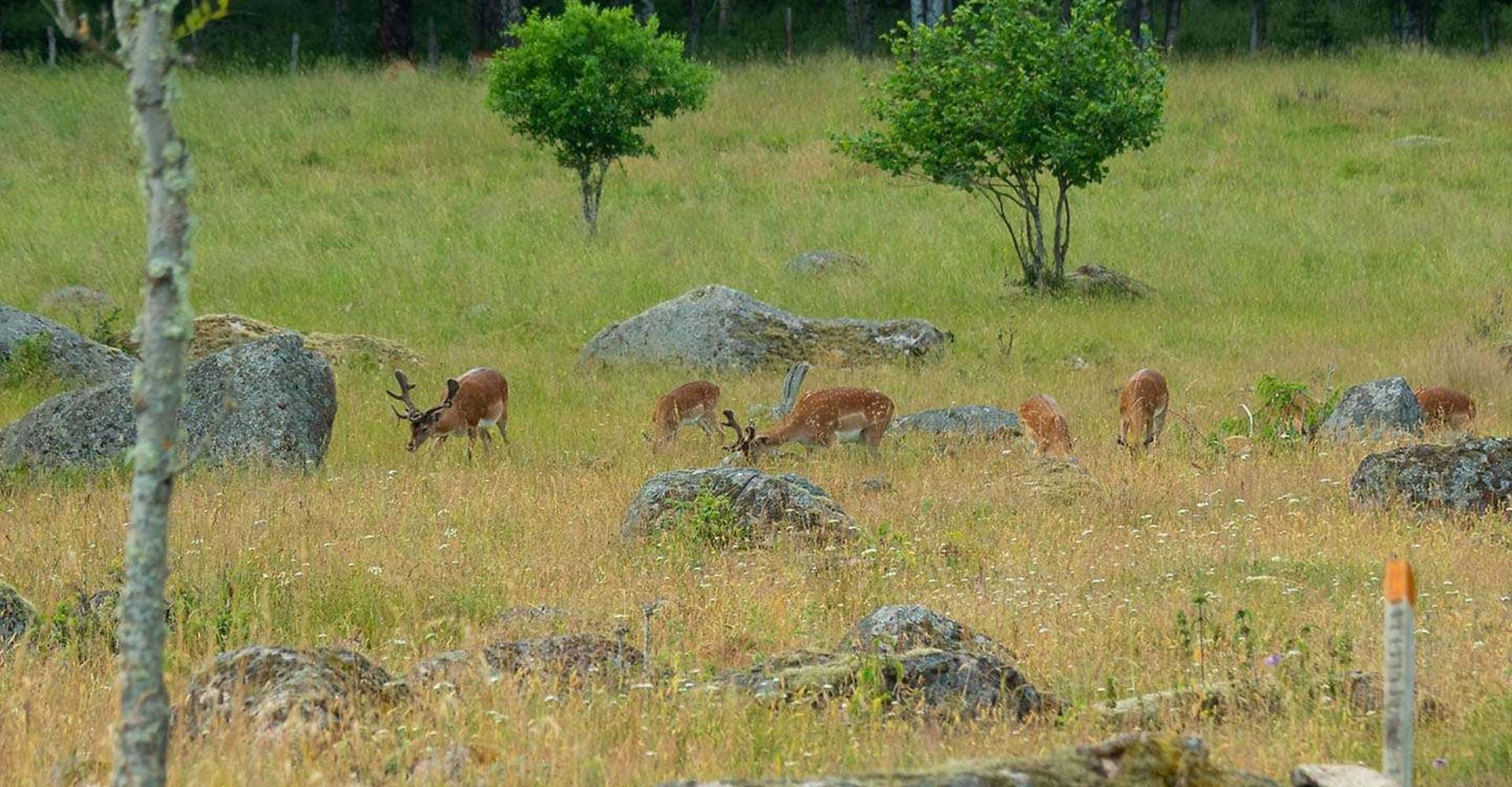 Etapp: Sätravallen-Mormorsgruvan (Rödgölen-Mormorsgruvan ).Kinda/Åtvidaberg