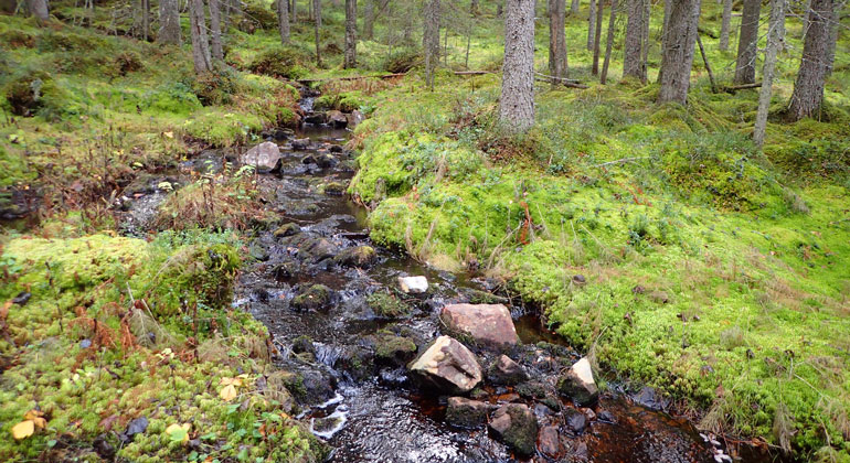 Liten bäck genom skogsmark. Foto.