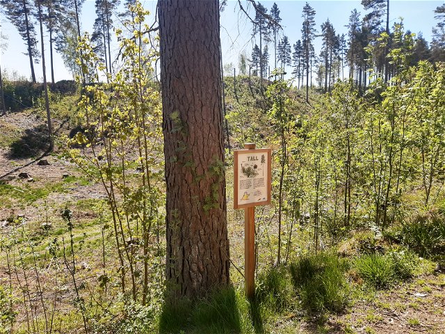 Bella blue tit's forest path in Nykyrka