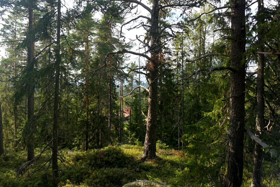Vy mellan stammarna