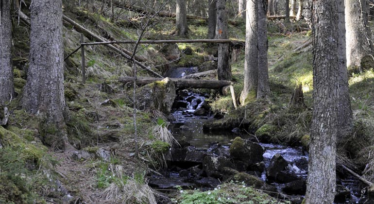 Naturreservatet Vargkitteln.