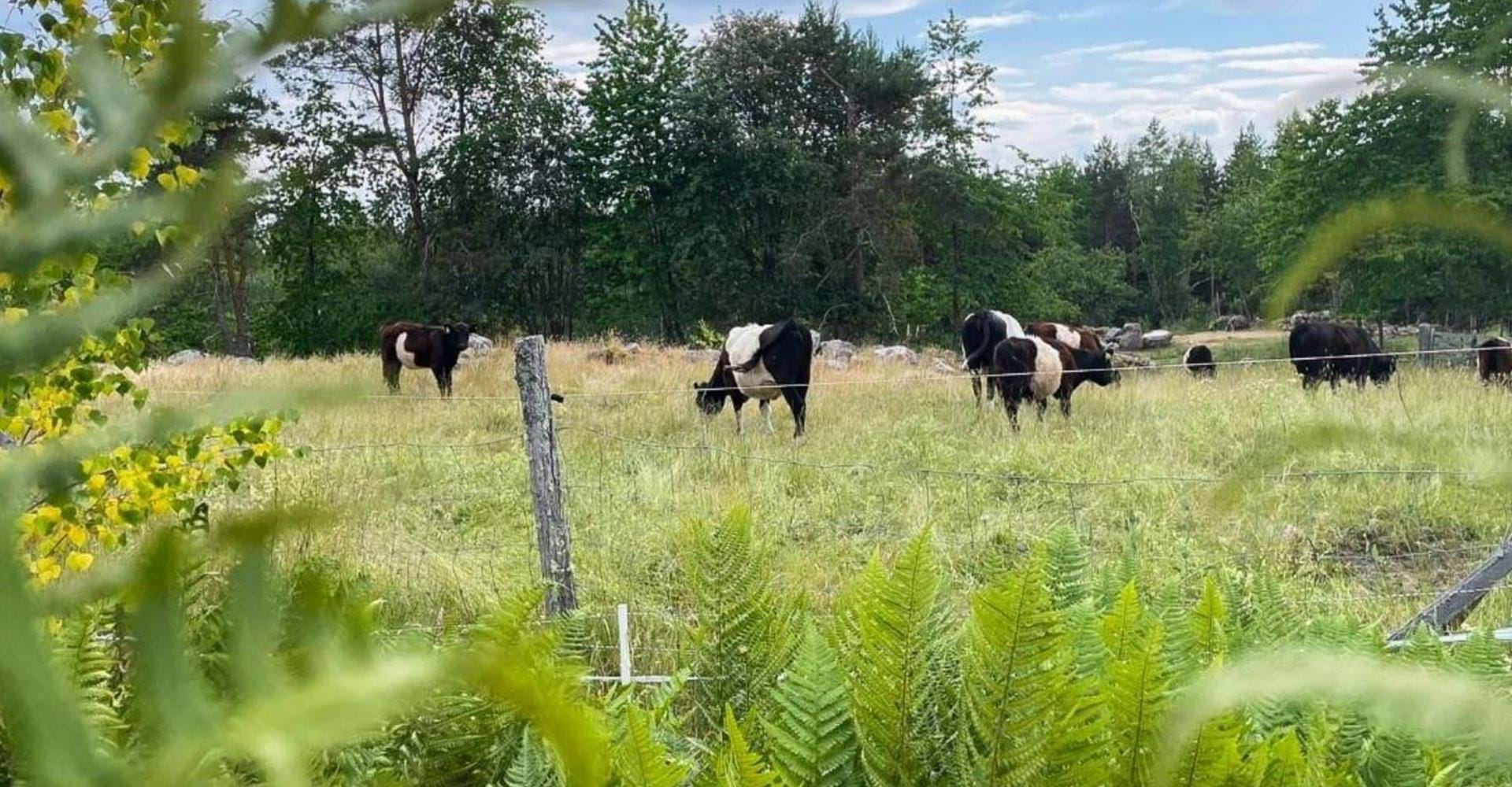 Ugglebo gård naturbete
Etapp: Gransbo rundslinga, Malexander-Sundsudden
Boxholm