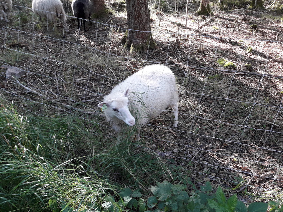 Naturvårdare