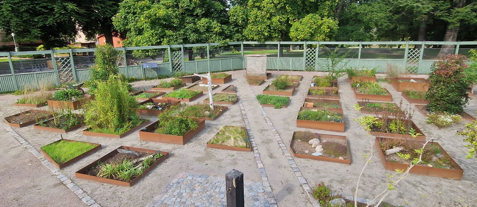 Genbanken för rödlistade växter i Östergötland