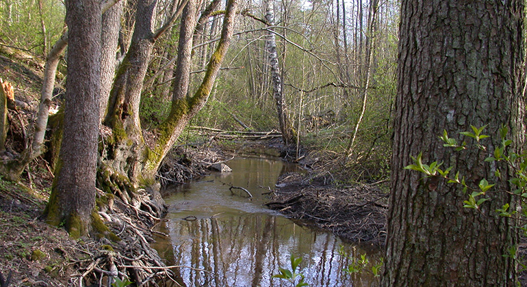 Sandåns lövskog, Naturreservat