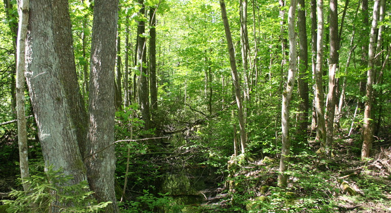 Sätravallen, Naturreservat