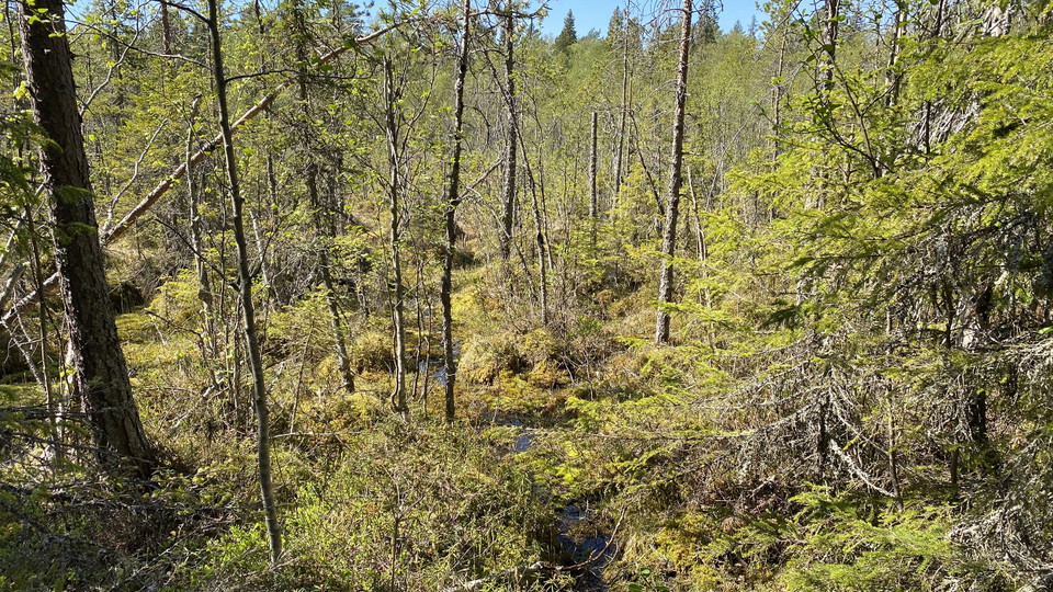 Mossig våtmark med taniga barrträd.