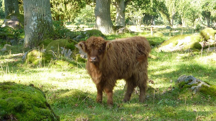 Vambåsa hagmarker. Kalv av Highland cattle. Foto Ingegerd Nordahl.