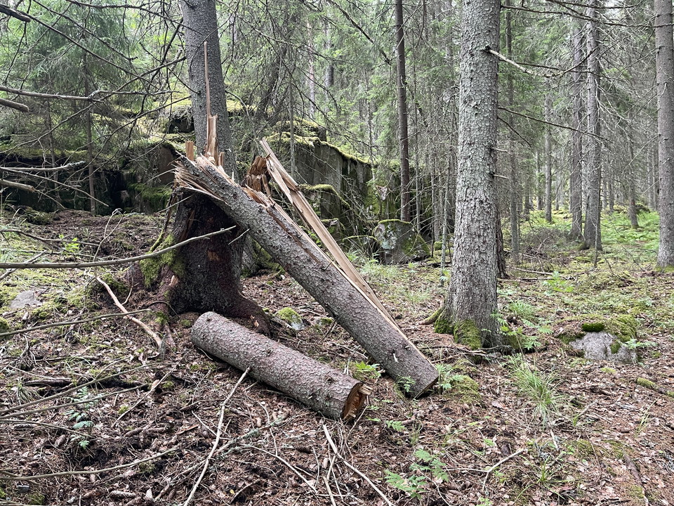 Avbrutet träd.