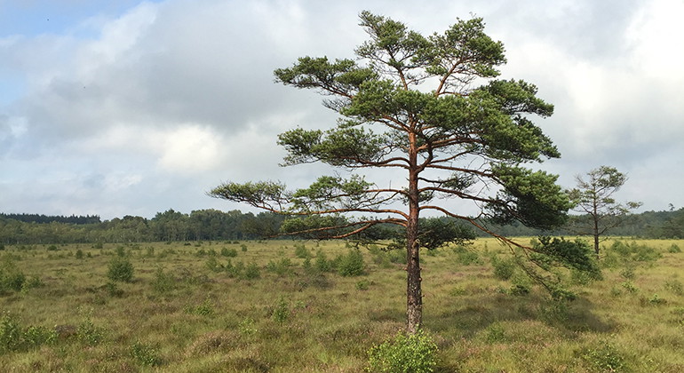 Traneröds mosse sett från plattformen.
