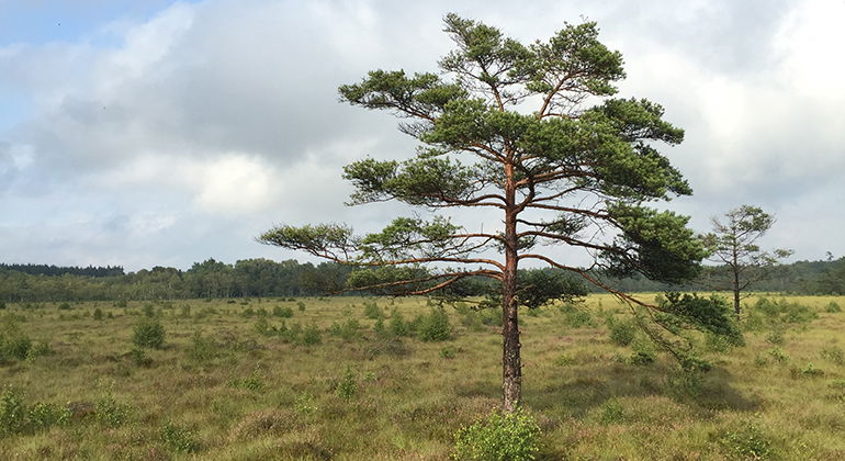Traneröds mosse sett från plattformen.