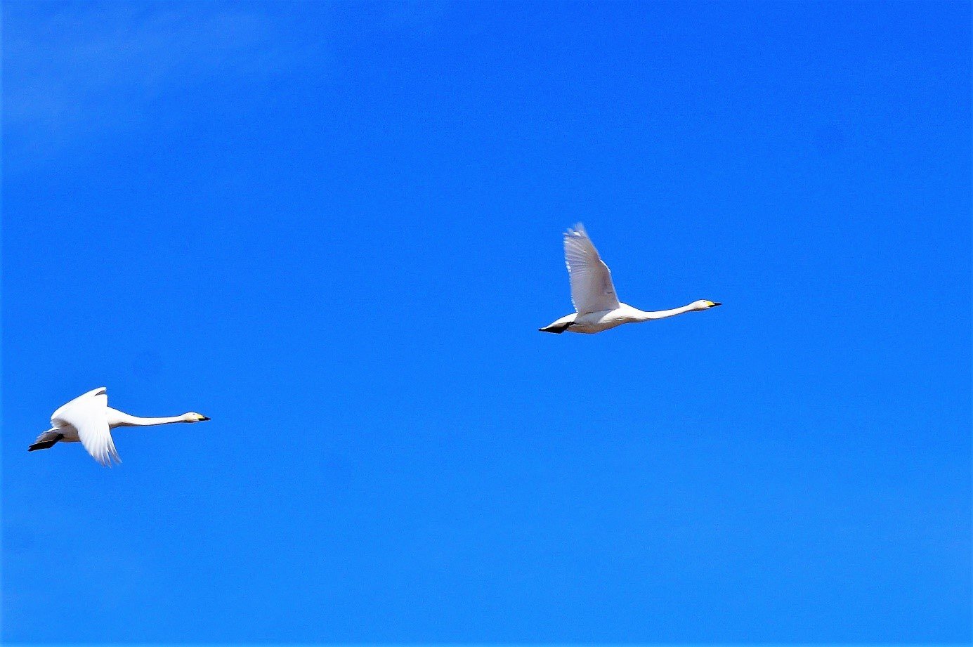 Två vita sångsvanar flyger mot blå himmel.