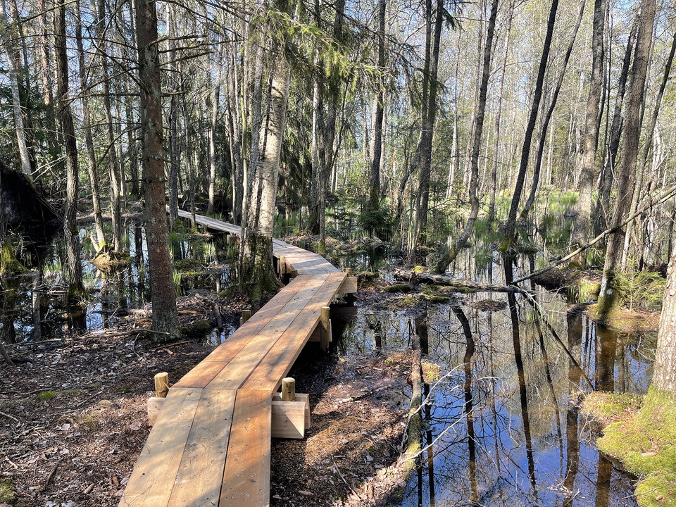 En tre brädor bred spång genom våtmark.