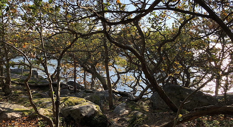 skog med höstlöv på träden
