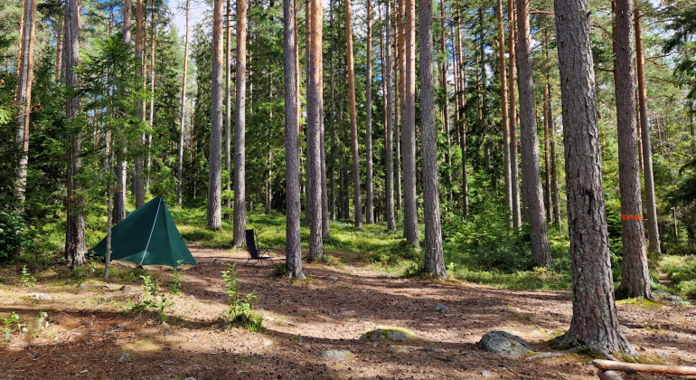 Bild på litet tält som slagits upp på en rastplats i en glänta i en tallbacke.