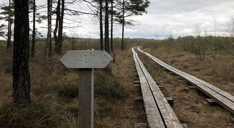 Traneröds mosse.