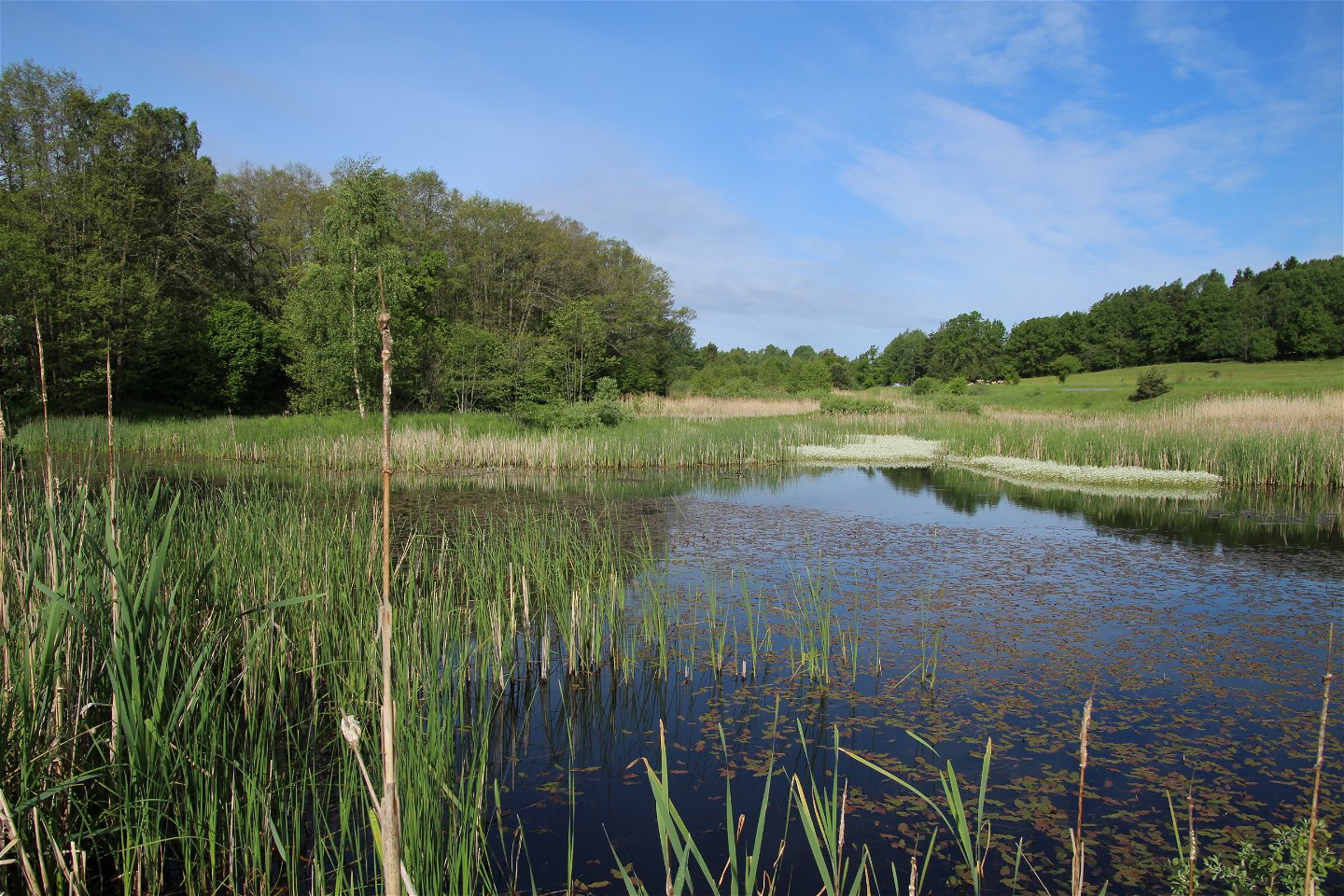 En av de fyra våtmarkerna i vårens prakt.