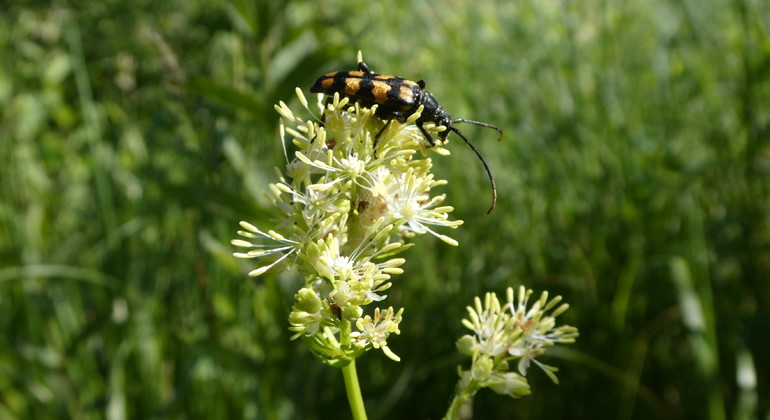 Fyrbandad blombock på ängsruta.