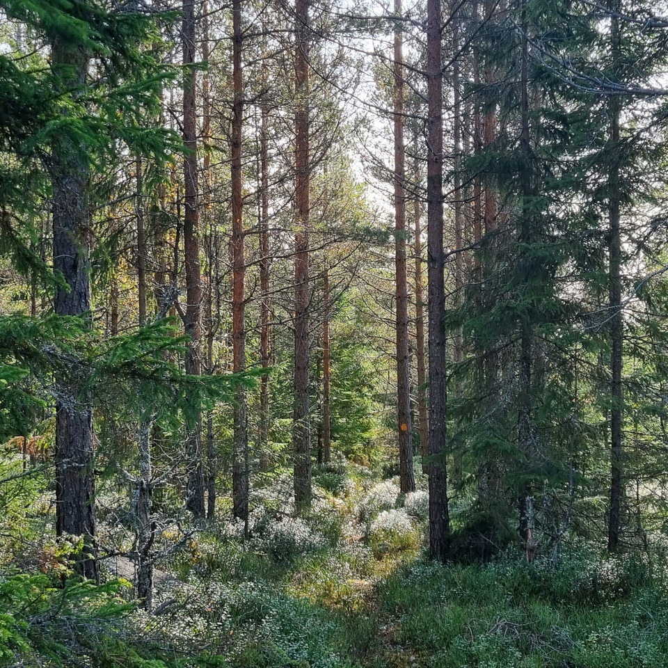 Stig genom tallskog i motljus.