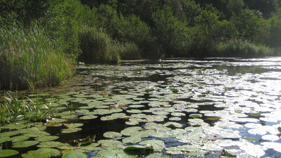 Nordöstra delen av Stockbysjön. Foto Lidingö stad