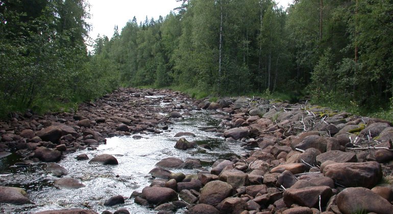 Vackert vattendrag vid Nordsjöskogens naturreservat.
