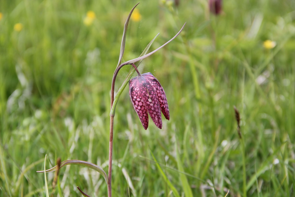 En lila blomma med vita prickar växer på en blommande sommaräng.