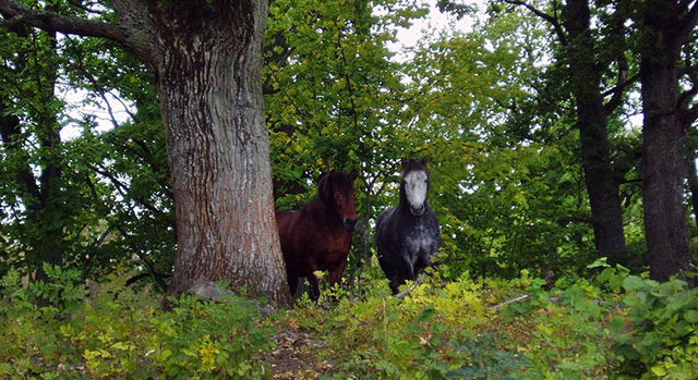 Tjugestaåsen, Naturreservat