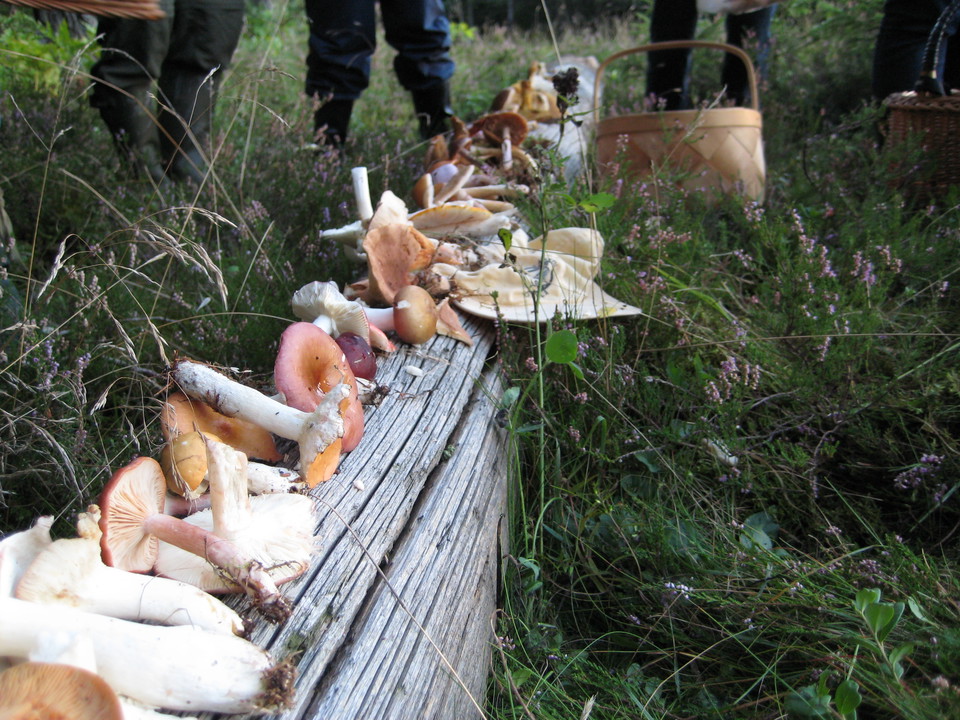 Visa hänsyn när du är ute i naturen - Tänk på allemansrätten