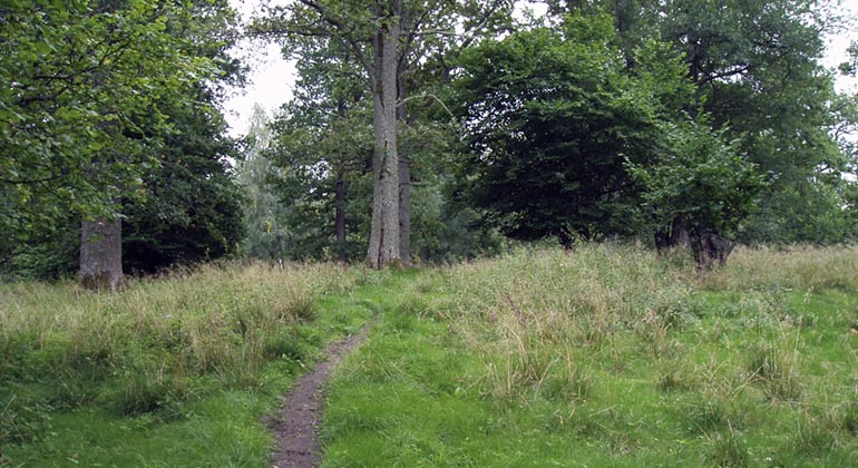 Vandringsstig i Prinskullen.