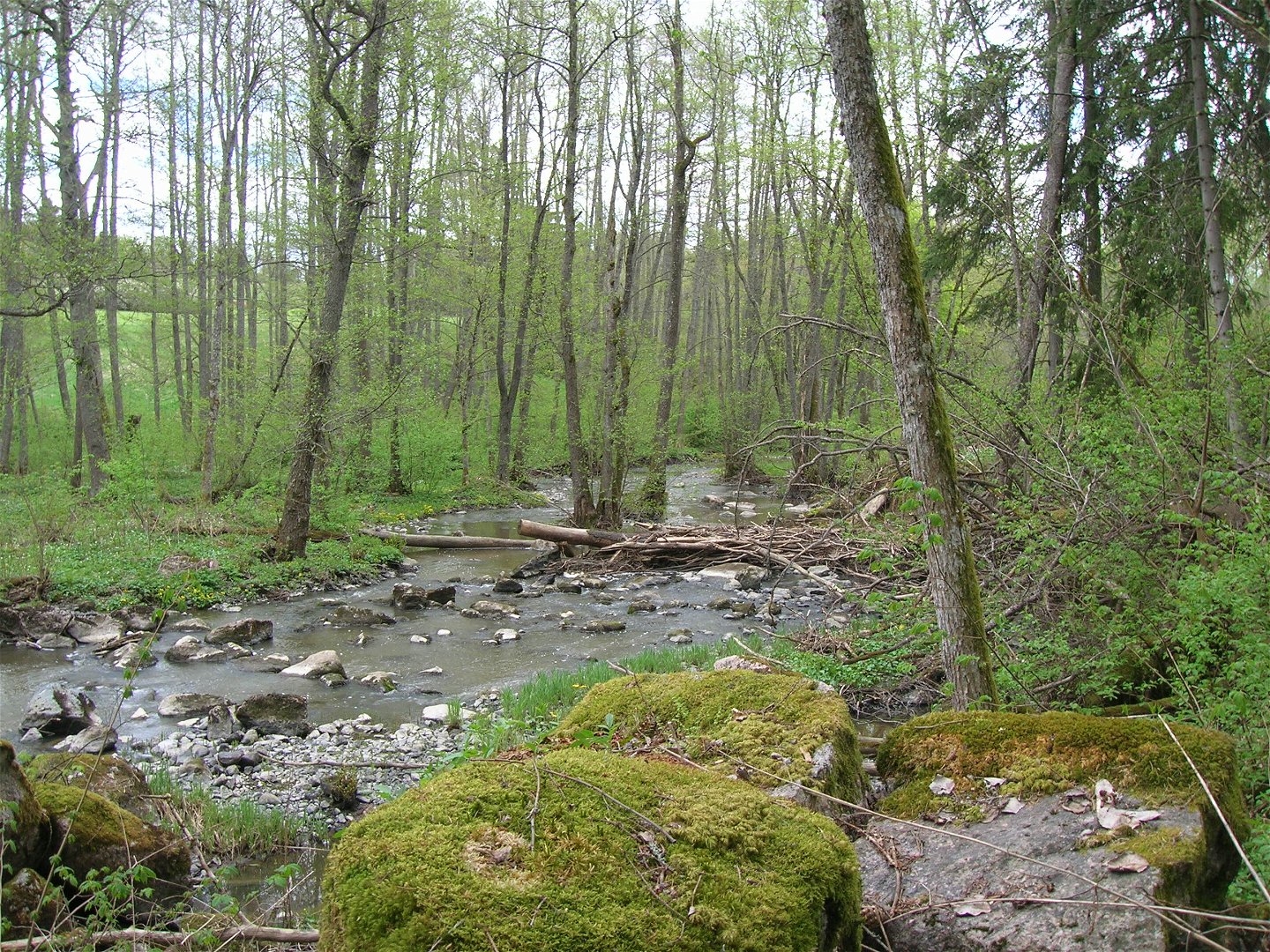 En å rinner genom en ravin. Flera omkullfallna döda trädstammar ligger i ån.