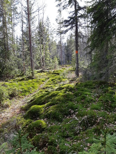 Finnmarksleden mellan Ryggskog och Loos Koboltgruva.