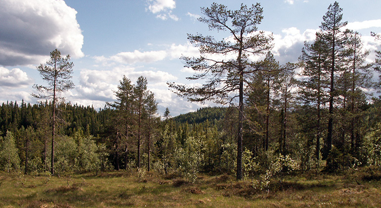 Krokolaknölen, Naturreservat