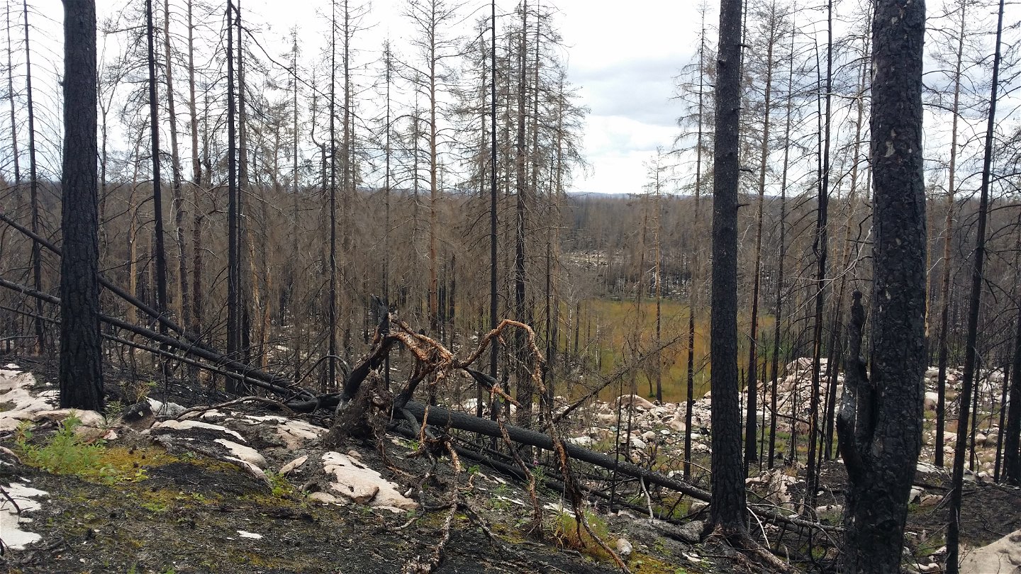Brända, döda träd både står upp och har rasat till marken.