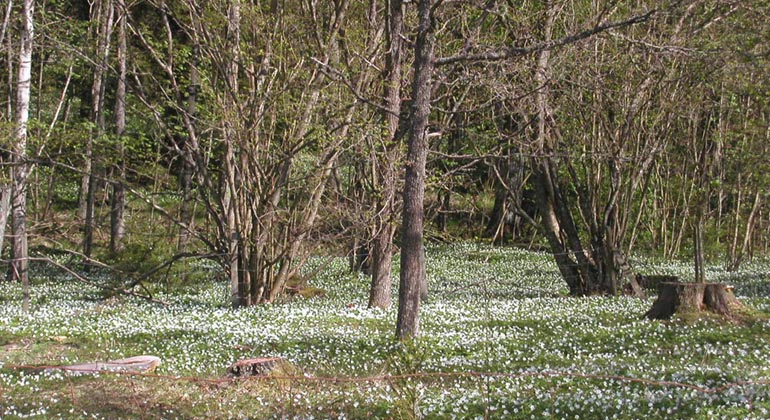 Vitsippetid i Prinskullen.