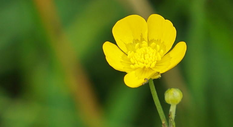 Smörblomma.